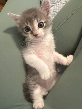 Domestic Long Hair and Munchkin Cats Available for Adoption in St. Augustine, Florida - Cargo | PetCurious