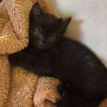 Merry -  Domestic Short Hair Cat for Adoption in York, Pennsylvania - Merry | PetCurious