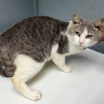 Domestic Short Hair Cats Available for Adoption - Sam | PetCurious