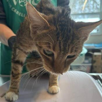 Domestic Short Hair Cats Available for Adoption - Samba | PetCurious