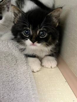 Chococat -  Domestic Short Hair Cat for Adoption in Winnipeg, Manitoba - Chococat | PetCurious