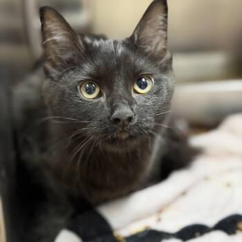 Selina Kyle -  Domestic Medium Hair Cat for Adoption in Fort Smith, Arkansas - Selina Kyle | PetCurious