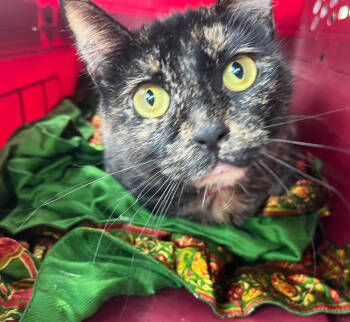 Rescue Domestic Short Hair Cats for Adoption in Philadelphia, Pennsylvania - Mercury | PetCurious