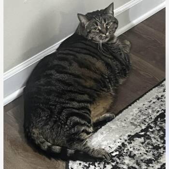 Domestic Short Hair Cats Available for Adoption in South Elgin, Illinois - Coco Chanel | PetCurious