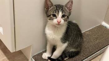 FRESNO -  Domestic Short Hair Cat for Adoption in Tustin, California - FRESNO | PetCurious