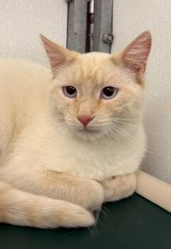 Kitty Kitty -  Domestic Short Hair Cat Available for Adoption in Gillette, Wyoming - Kitty Kitty | PetCurious