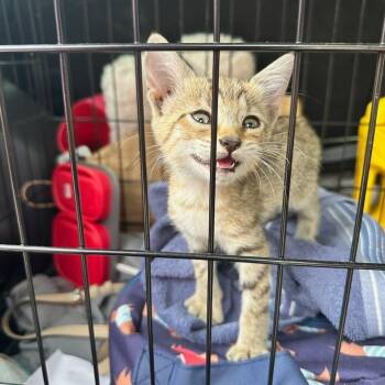 Rescue Domestic Short Hair Cats for Adoption in Mount Vernon, Indiana - Abby | PetCurious