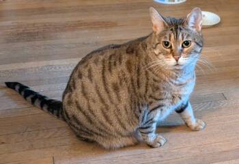 Rescue Domestic Short Hair Cats for Adoption in Arthur, Ontario - Queen Victoria | PetCurious