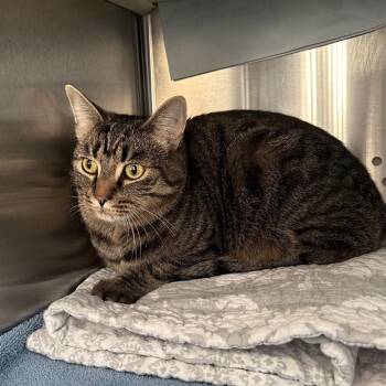 Domestic Short Hair Cats Available for Adoption - Ace | PetCurious