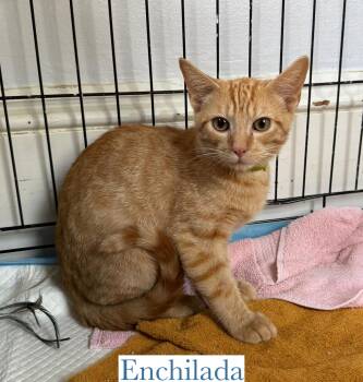 Rescue Domestic Short Hair Cats for Adoption in Berkeley Springs, West Virginia - Enchilada | PetCurious