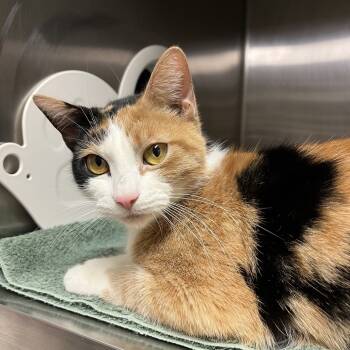Rescue Domestic Short Hair Cats for Adoption in York, Pennsylvania - Kitty Moon | PetCurious