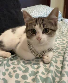 Mini -  Domestic Short Hair Cat for Adoption in Herndon, Virginia - Mini | PetCurious