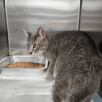 Orion -  Domestic Short Hair Cat for Adoption in Greensboro, North Carolina - Orion | PetCurious
