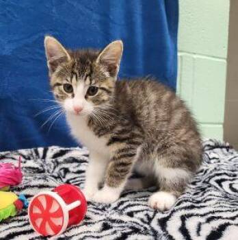 Paco -  Domestic Short Hair Cat Available for Adoption in Bucyrus, Ohio - Paco | PetCurious