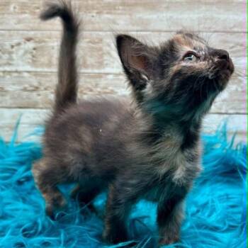 Julia -  Domestic Medium Hair Cat for Adoption in Lexington, Kentucky - Julia | PetCurious