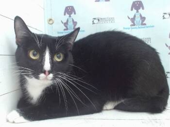 Rescue Domestic Short Hair Cats for Adoption in Orlando, Florida - OREO | PetCurious