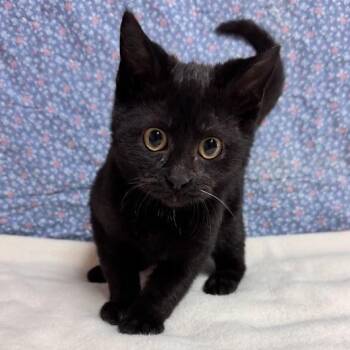 Tuna -  Domestic Short Hair Cat for Adoption in Waterloo, Iowa - Tuna | PetCurious