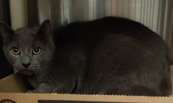Rescue Domestic Short Hair Cats for Adoption in Fallston, Maryland - Nugget | PetCurious