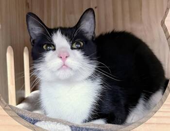 Rosalie 9 months AVAILABLE 6/24 -  Domestic Short Hair Cat for Adoption in Sterling, Massachusetts - Rosalie 9 Months AVAILABLE 6/24 | PetCurious