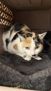 Domestic Short Hair and Calico Cats Available for Adoption - Sadie | PetCurious