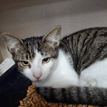 Norrington -  Domestic Short Hair Cat for Adoption in Lakeland, Florida - Norrington | PetCurious