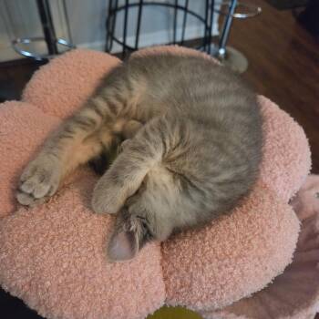 Roosevelt -  Domestic Short Hair Cat for Adoption in Chicago, Illinois - Roosevelt | PetCurious