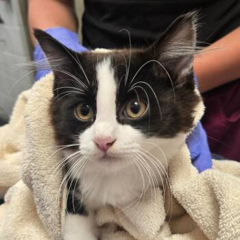 Ambrose -  Domestic Short Hair Cat for Adoption in West Olive, Michigan - Ambrose | PetCurious