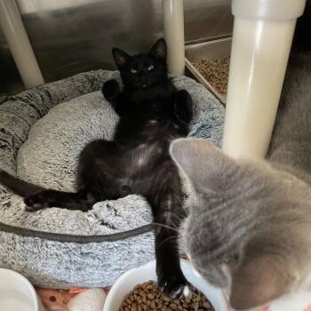 Cerberus -  Domestic Short Hair Cat for Adoption in Enfield, New Hampshire - Cerberus | PetCurious