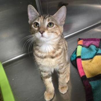 Corduroy -  Domestic Short Hair Cat for Adoption in Spokane, Washington - Corduroy | PetCurious