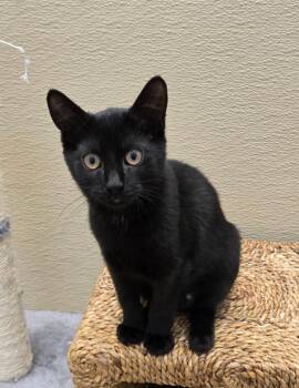 Domestic Short Hair Cats Available for Adoption in New Rochelle, New York - Lindsay | PetCurious