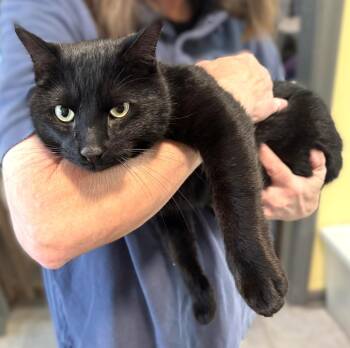 Martin -  Domestic Short Hair Cat for Adoption in Savannah, Georgia - Martin | PetCurious