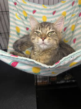 Rescue Domestic Medium Hair and Tabby Cats for Adoption in Hammond, Louisiana - Sunbeam | PetCurious