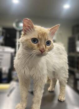 Domestic Medium Hair Cats Available for Adoption in Lincoln, California - Snow Bennett | PetCurious