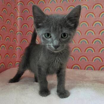 Andrup -  Domestic Short Hair Cat for Adoption in Fredericksburg, Virginia - Andrup | PetCurious
