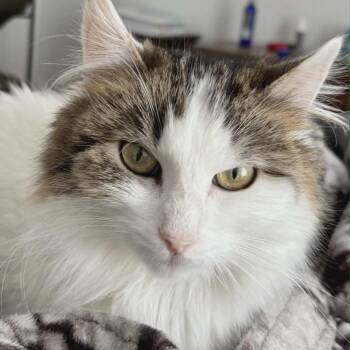 Domestic Long Hair Cats Available for Adoption in Lyle, Minnesota - Luna | PetCurious