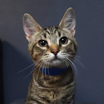Ernie -  Domestic Short Hair Cat for Adoption in Lakeland, Florida - Ernie | PetCurious