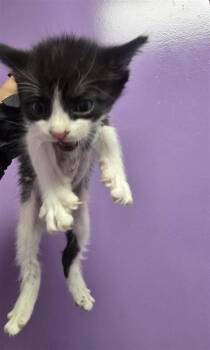 Domestic Short Hair Cats Available for Adoption in El Paso, Texas - Ron Weasley* | PetCurious
