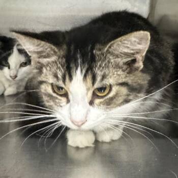 Jazmine -  Domestic Short Hair Cat for Adoption in Corbin, Kentucky - Jazmine | PetCurious