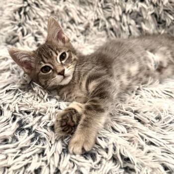 Poseidon -  Domestic Short Hair Cat for Adoption in Millcreek, Utah - Poseidon | PetCurious
