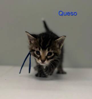 Domestic Short Hair Cats Available for Adoption in Viroqua, Wisconsin - Queso | PetCurious