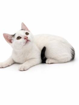 Ezra -  Domestic Short Hair Cat for Adoption in Bowling Green, Kentucky - Ezra | PetCurious