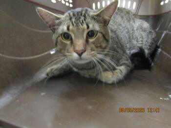 Bandit(604) -  Domestic Short Hair Cat for Adoption in Marietta, Georgia - Bandit(604) | PetCurious
