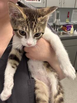 Palm Tree -  Domestic Short Hair Cat for Adoption in Bloomington, Indiana - Palm Tree | PetCurious