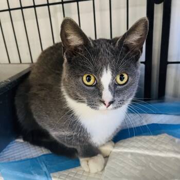 Rescue Domestic Short Hair Cats for Adoption in Corbin, Kentucky - Moon | PetCurious