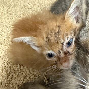 Grubby -  Domestic Short Hair Cat for Adoption in Lake Panasoffkee, Florida - Grubby | PetCurious