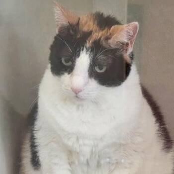 JOSEPHINE -  Domestic Short Hair Cat for Adoption in Fernandina Beach, Florida - JOSEPHINE | PetCurious