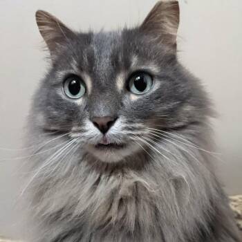 Sunny -  Domestic Medium Hair Cat for Adoption - Sunny | PetCurious