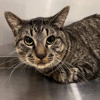 Lock -  Domestic Short Hair Cat Available for Adoption in Washburn, Missouri - Lock | PetCurious