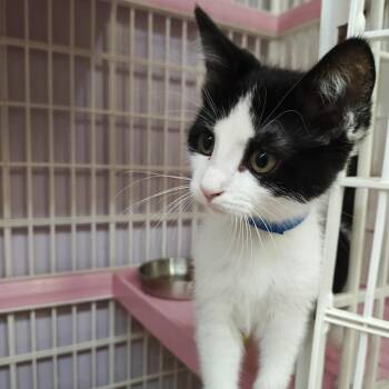 Domestic Short Hair Cats Available for Adoption in Madison, Wisconsin - Bryan | PetCurious