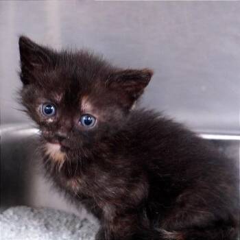 Moore -  Domestic Short Hair Cat for Adoption in Evensville, Tennessee - Moore | PetCurious